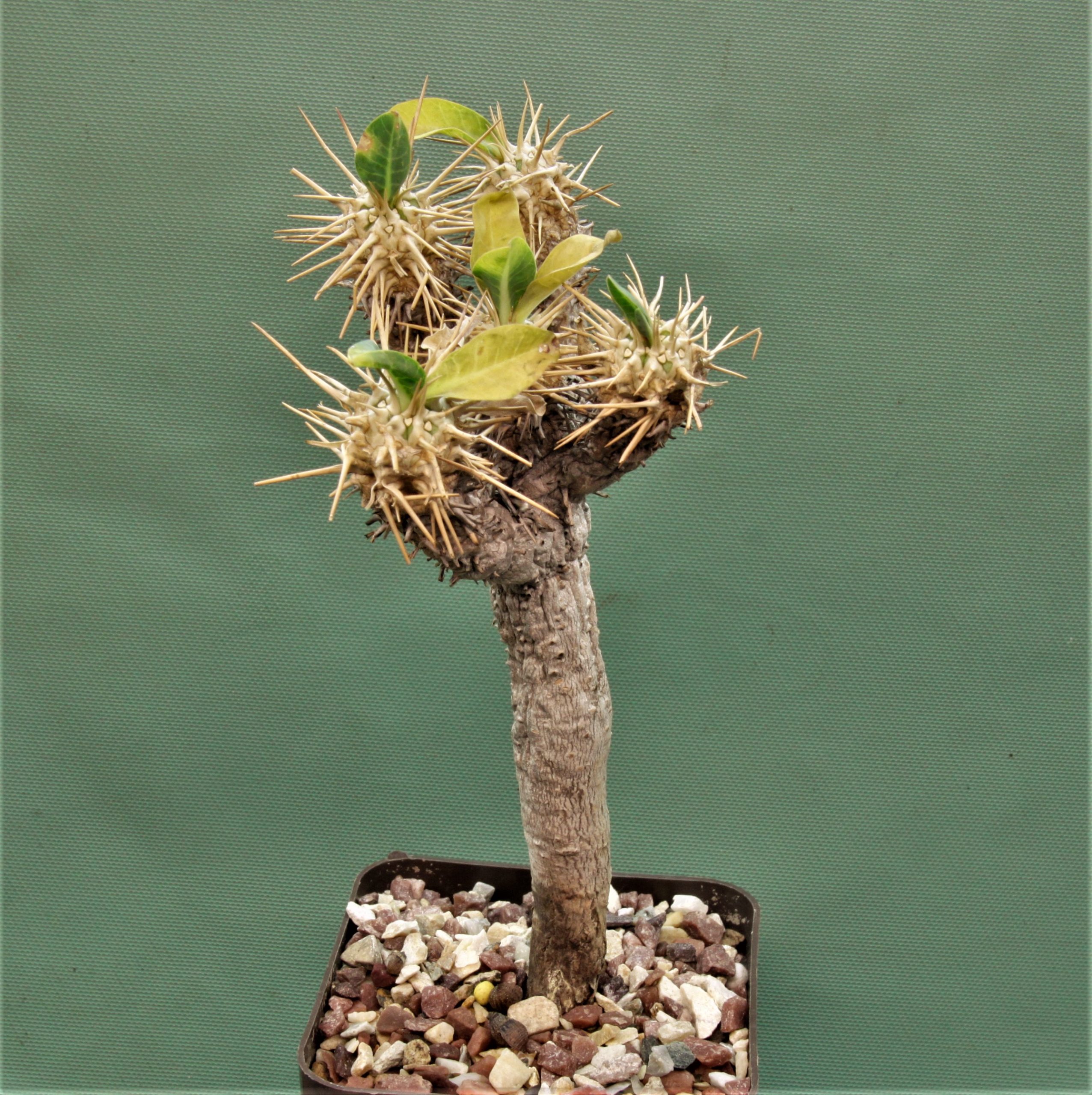 Euphorbia-guillaumeniana-Port-Berge-Madagascar.