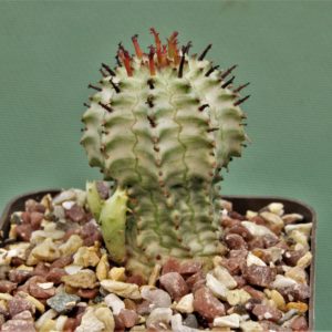 Euphorbia-horrida-f.minima-variegate