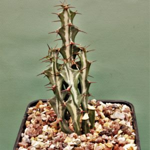 Euphorbia-knuthii-2. Southern Africa