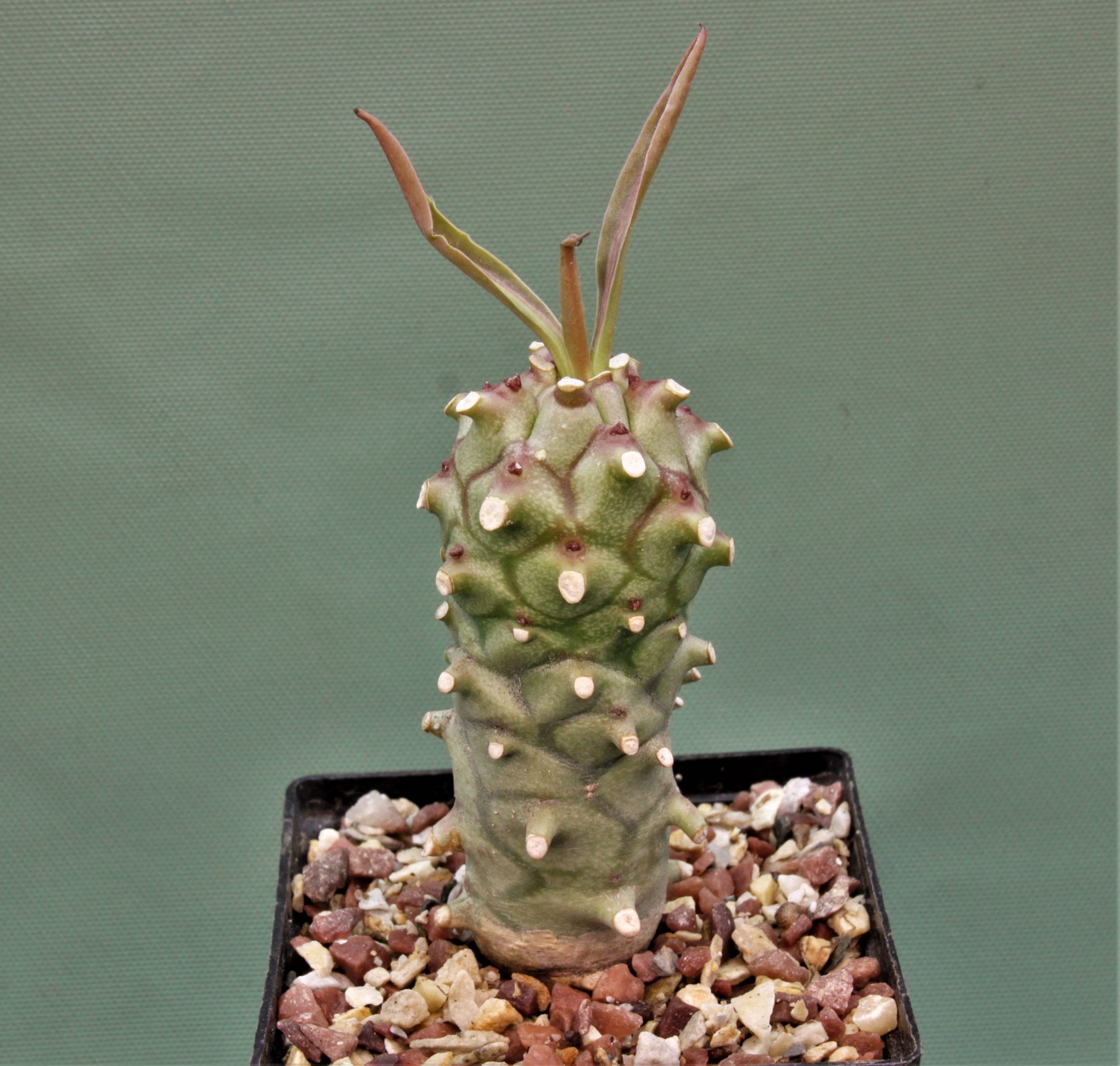 Euphorbia-monteiroi-PV2628-1