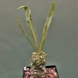 Euphorbia-monteiroi-PV2628-2
