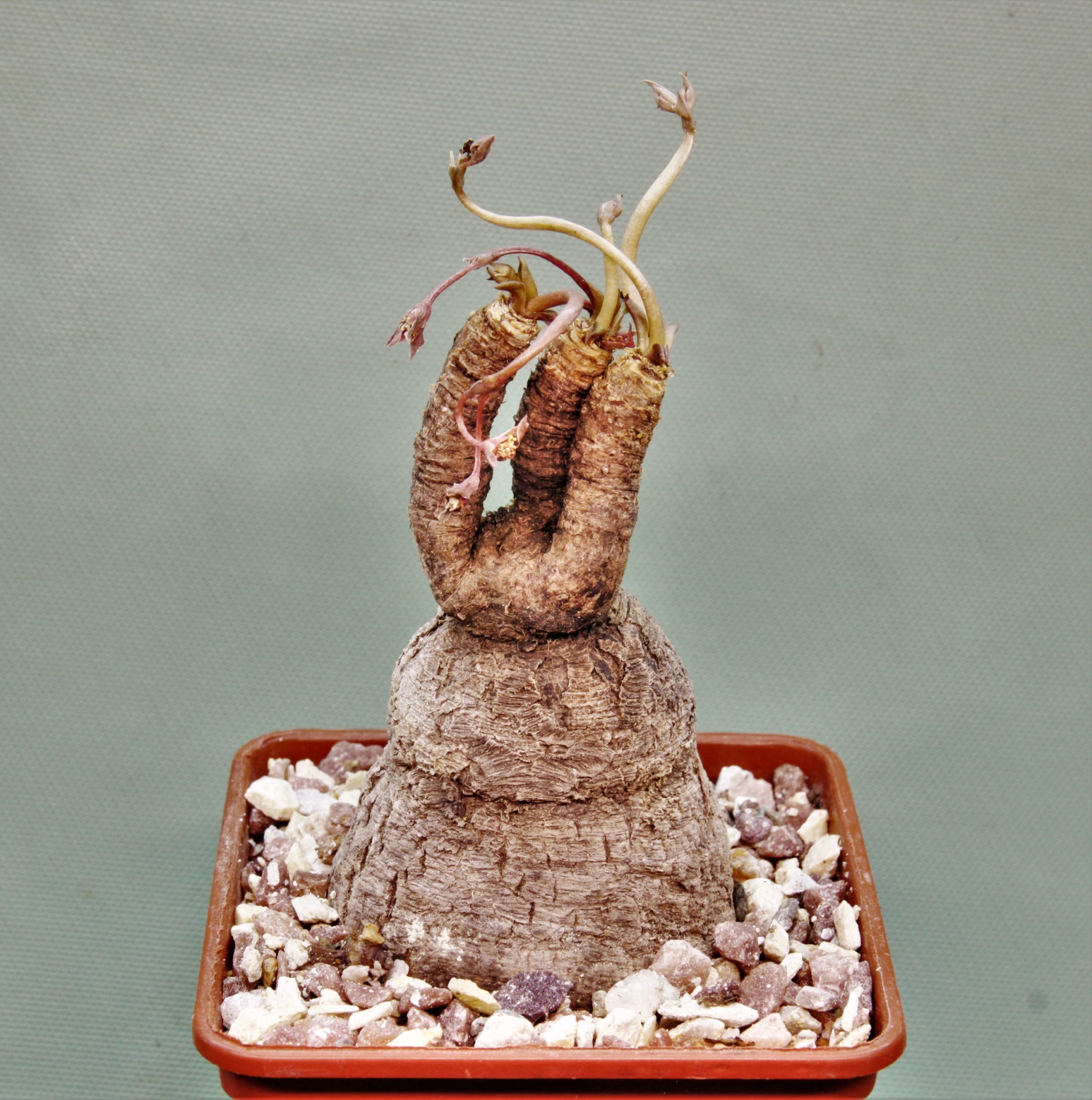 Euphorbia-sp.nova-lawantii-n.n-aff.moratii.Ranohira.Madagascar-2