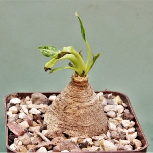 Euphorbia-spannringii-Fish-bone-Varitgatet-leaf-Madagascar-3