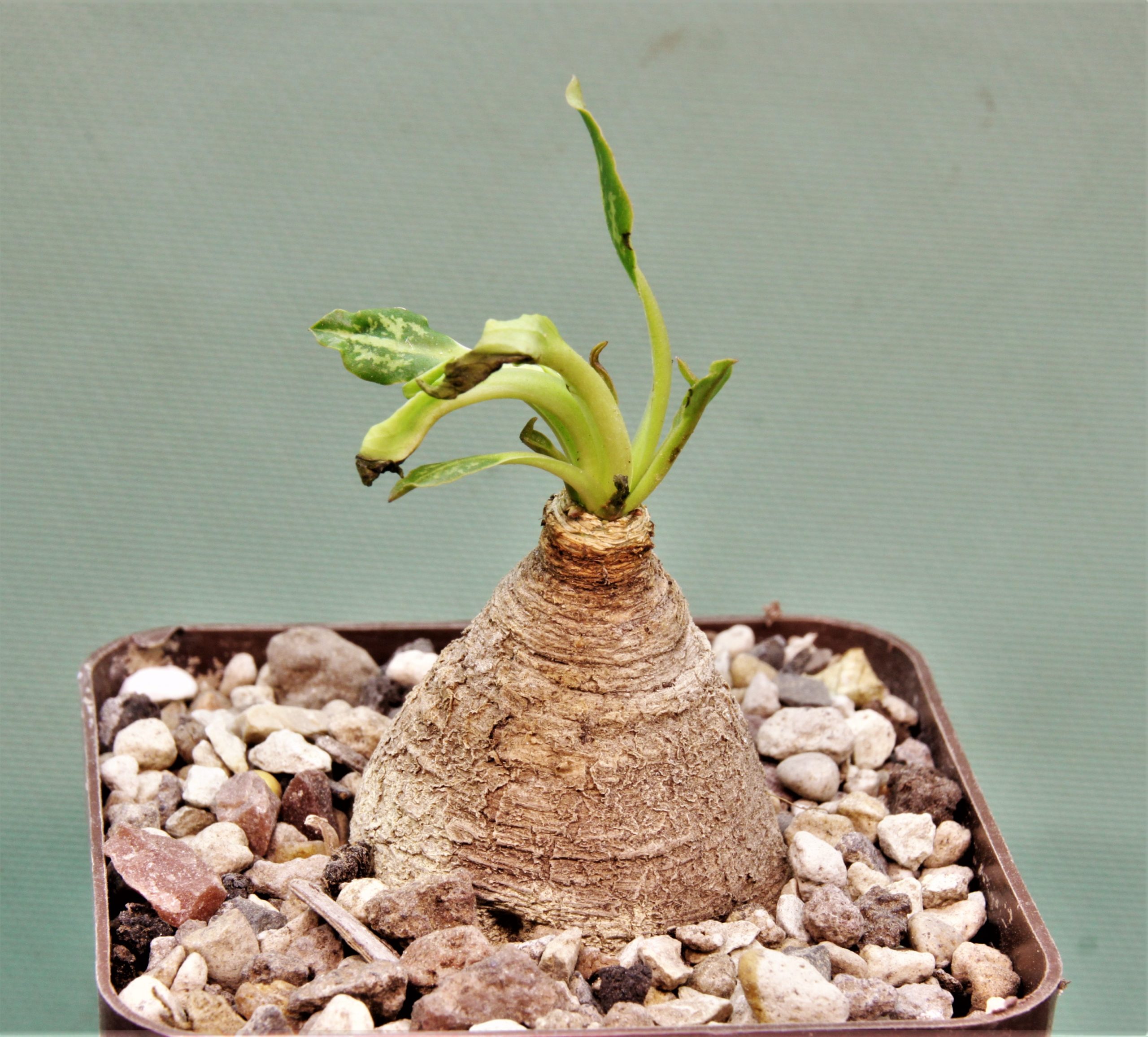 Euphorbia-spannringii-Fish-bone-Varitgatet-leaf-Madagascar-3