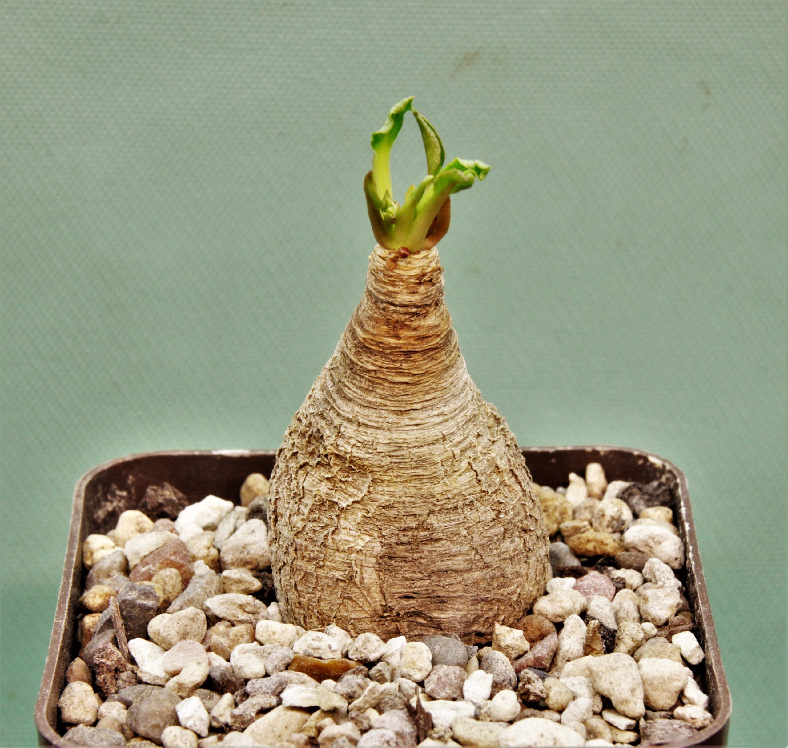 Euphorbia-spannringii-Fish-bone-Varitgatet-leaf-Madagascar-5.