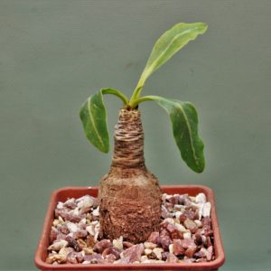 Euphorbia-spannringii-Fish-bone-Varitgatet-leaf-Madagascar