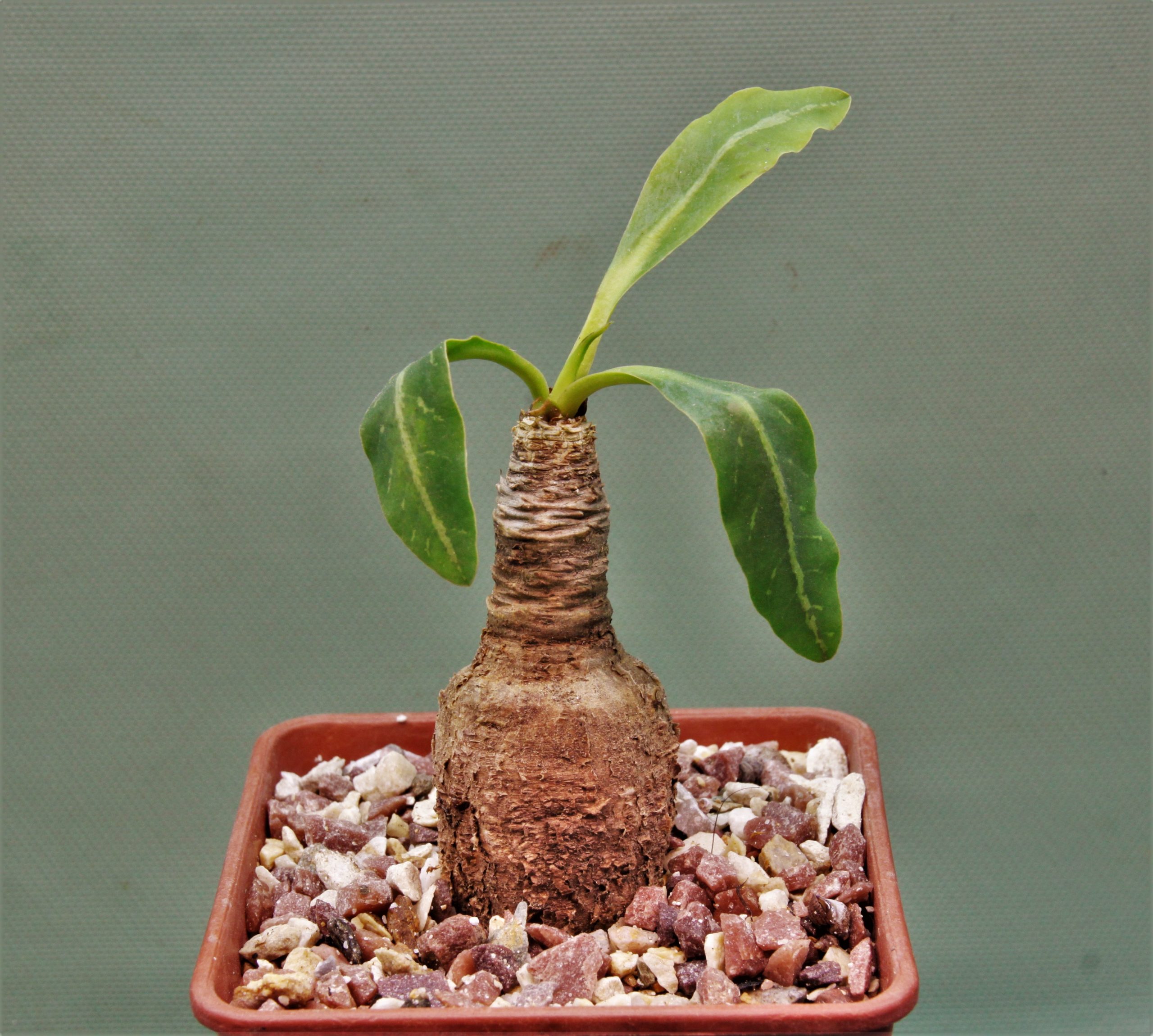 Euphorbia-spannringii-Fish-bone-Varitgatet-leaf-Madagascar