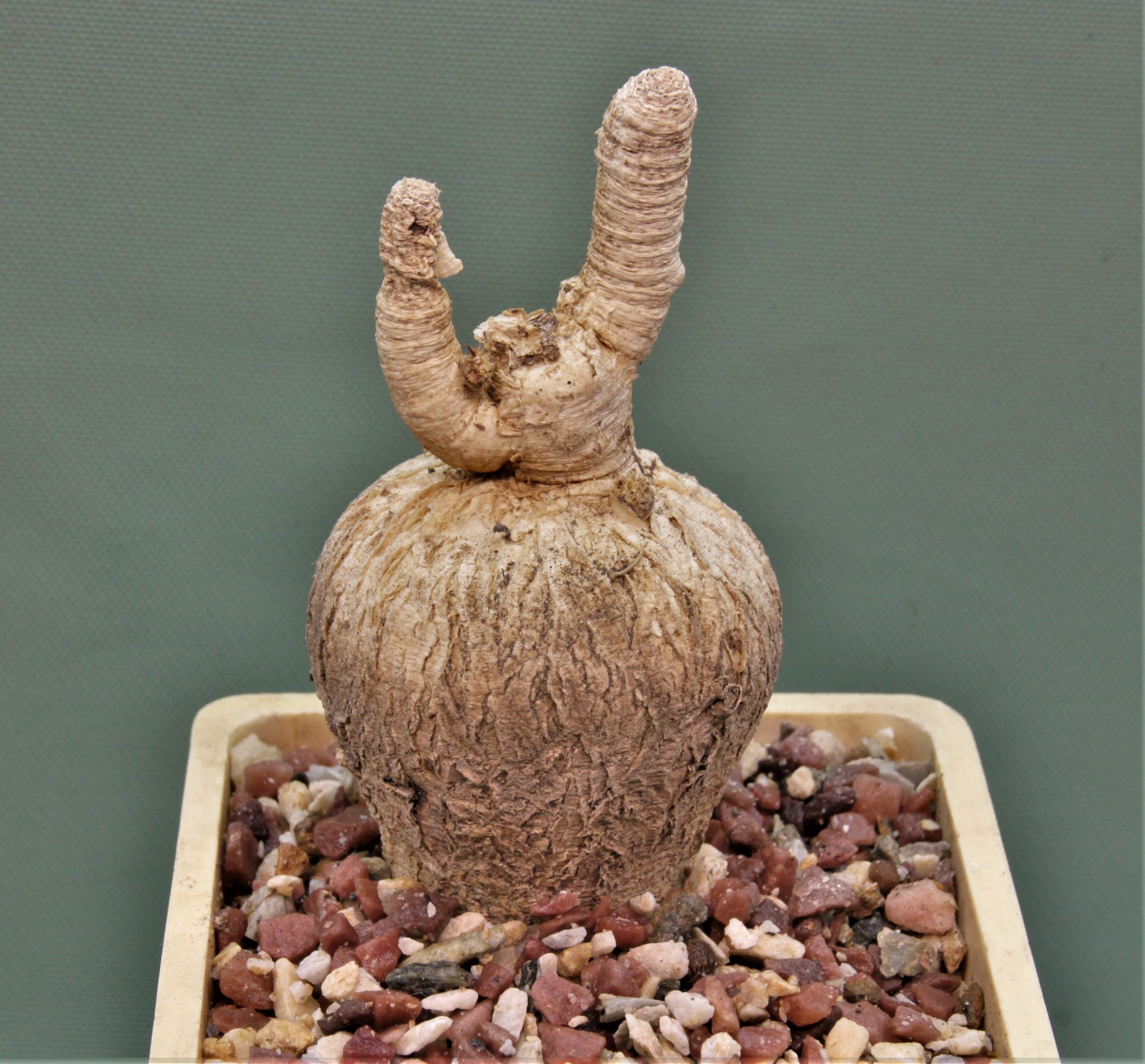 Euphorbia-subapoda