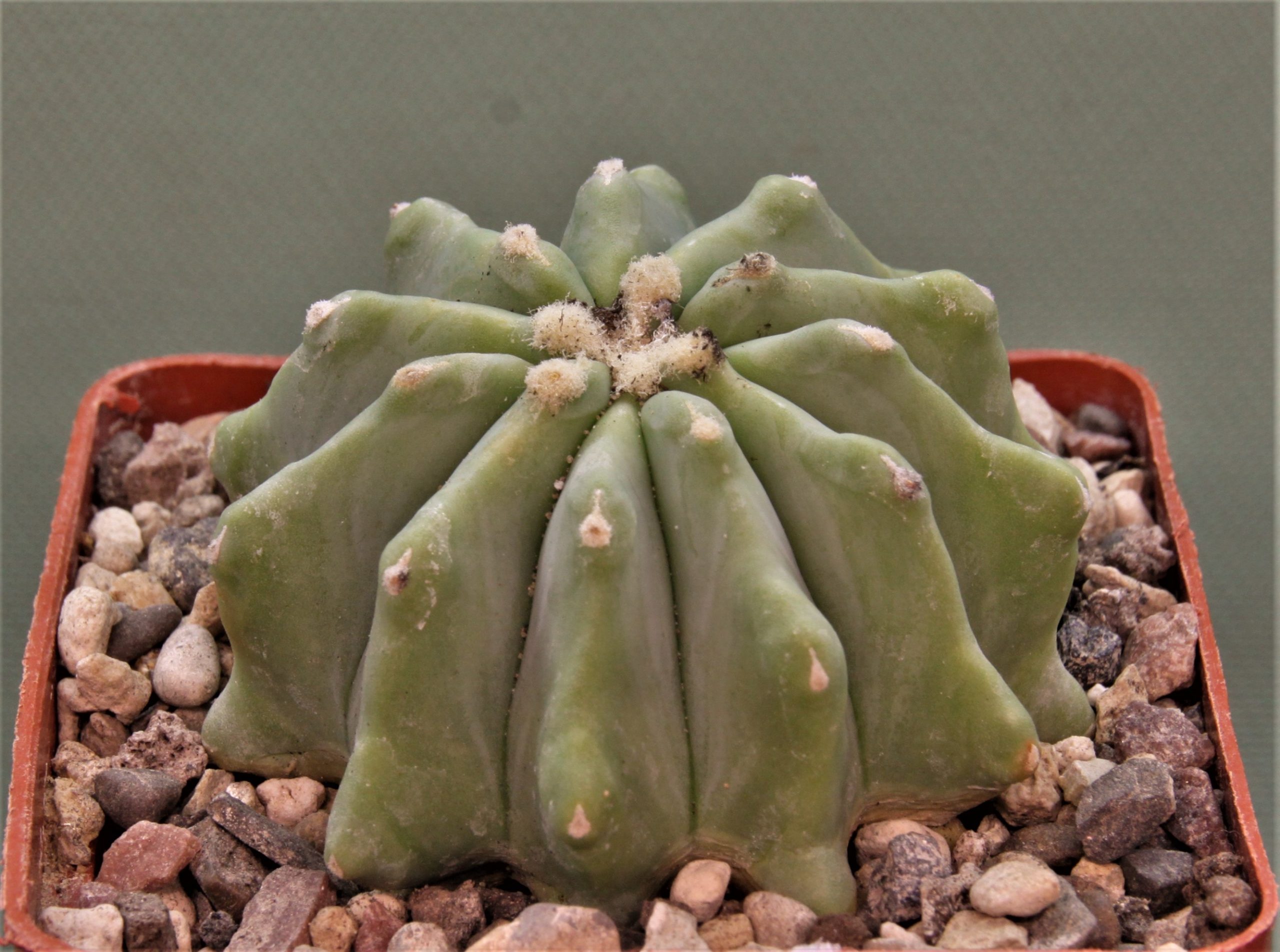 Ferocactus-glaucescens-inermis-1.