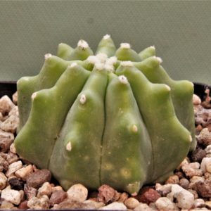 Ferocactus-glaucescens-inermis-2