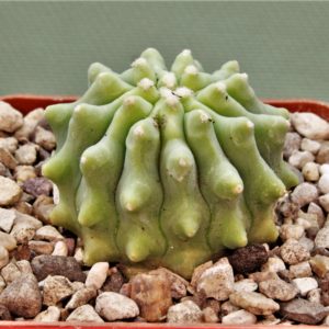 Ferocactus-glaucescens-inermis-3