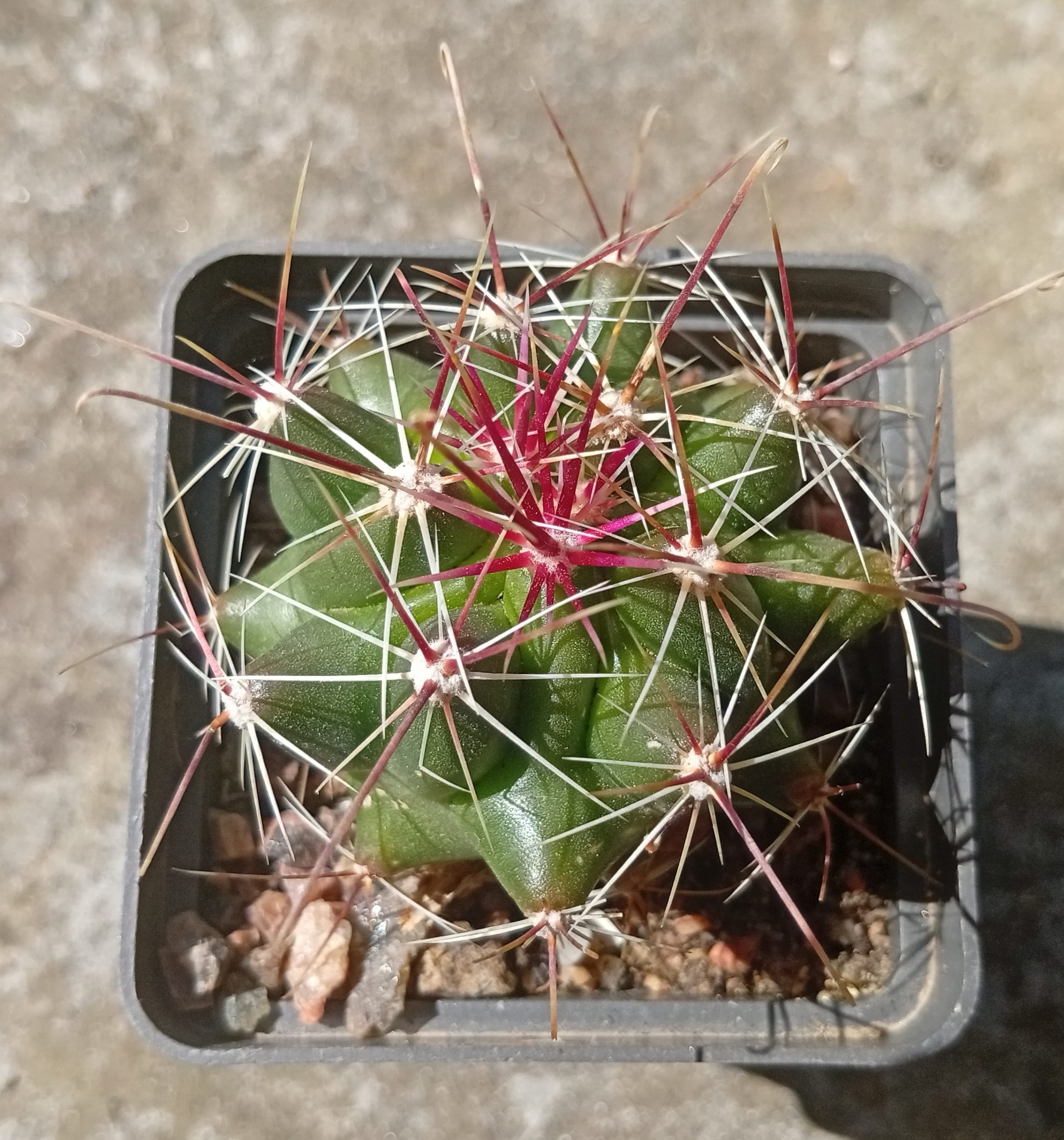 Hamatocactus davisii