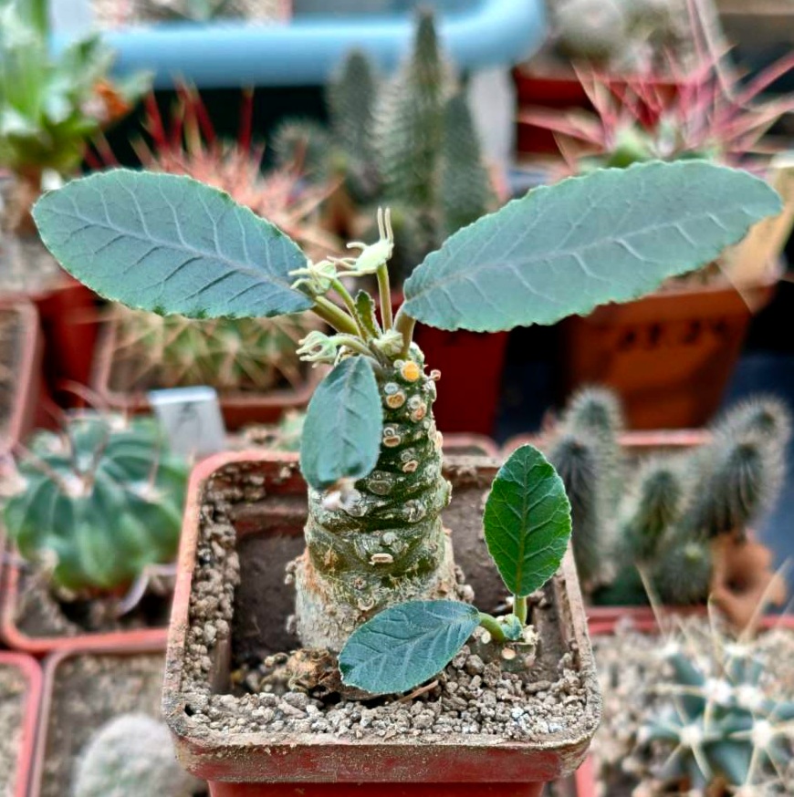 Dorstenia foetida