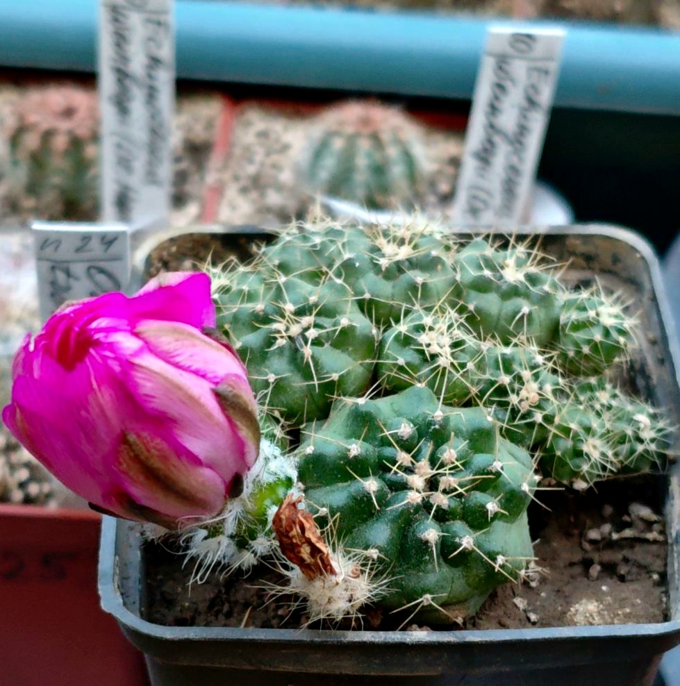 Echinocereus pulchellus 'acanthosetus', Pachuca cluster