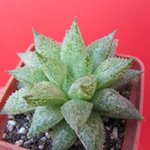 Haworthia  *Michael Cocozza*