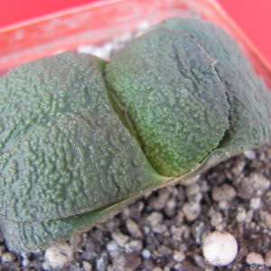 Gasteria  armstrongii  hybr.