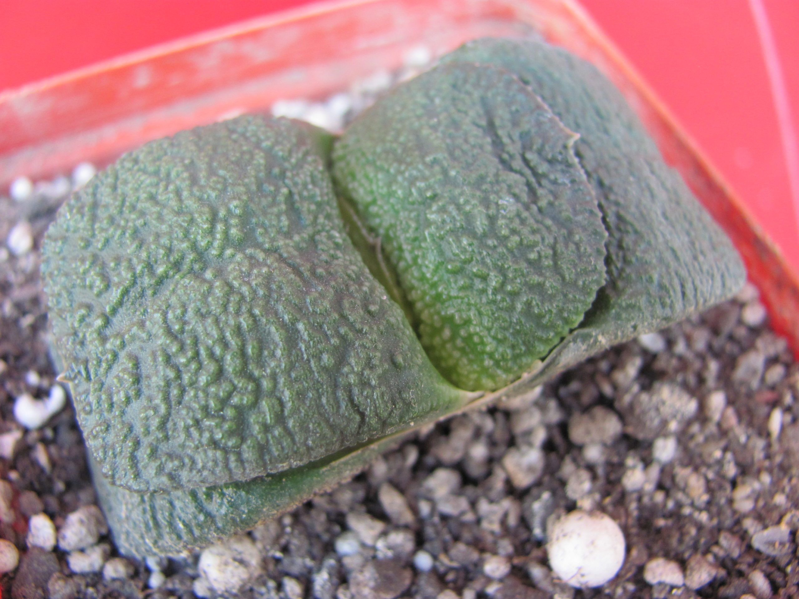 Gasteria  armstrongii  hybr.