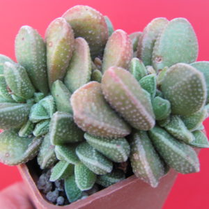 Crassula  hybr.