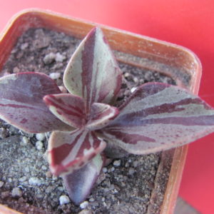 Lenophyllum guttatum variegata