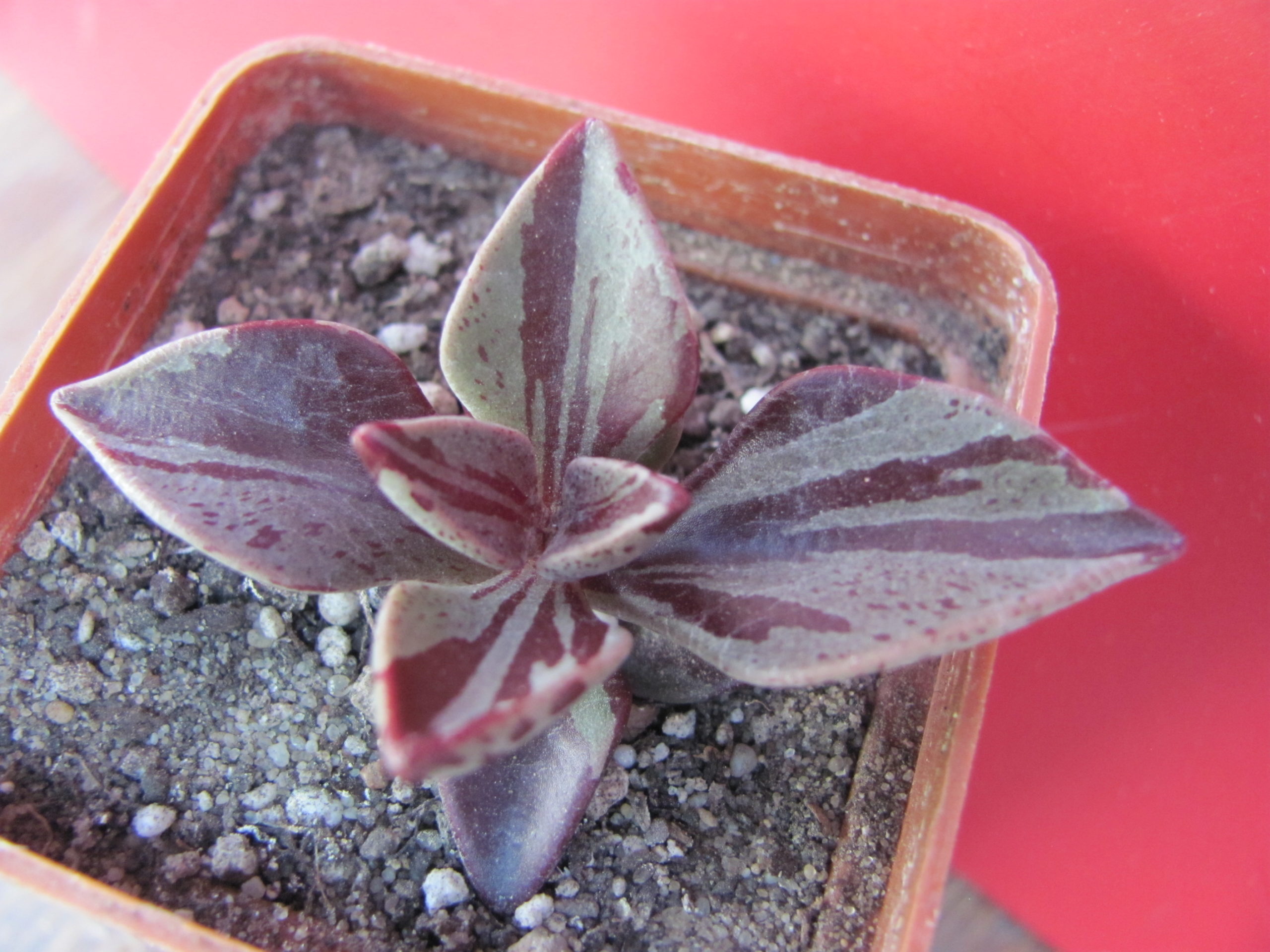 Lenophyllum guttatum variegata
