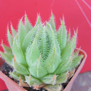 Haworthia translucens *Croom River*