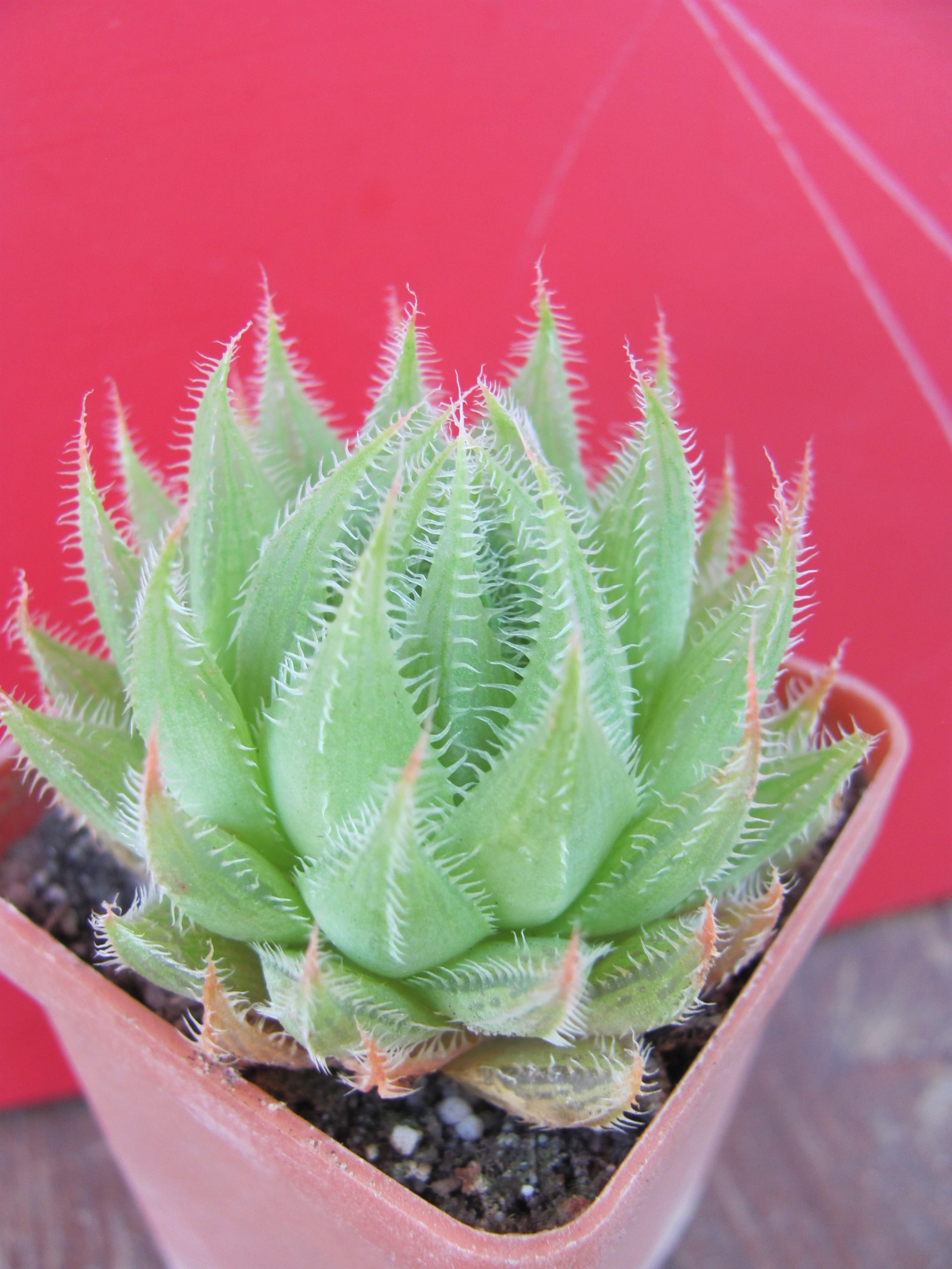 Haworthia translucens *Croom River*