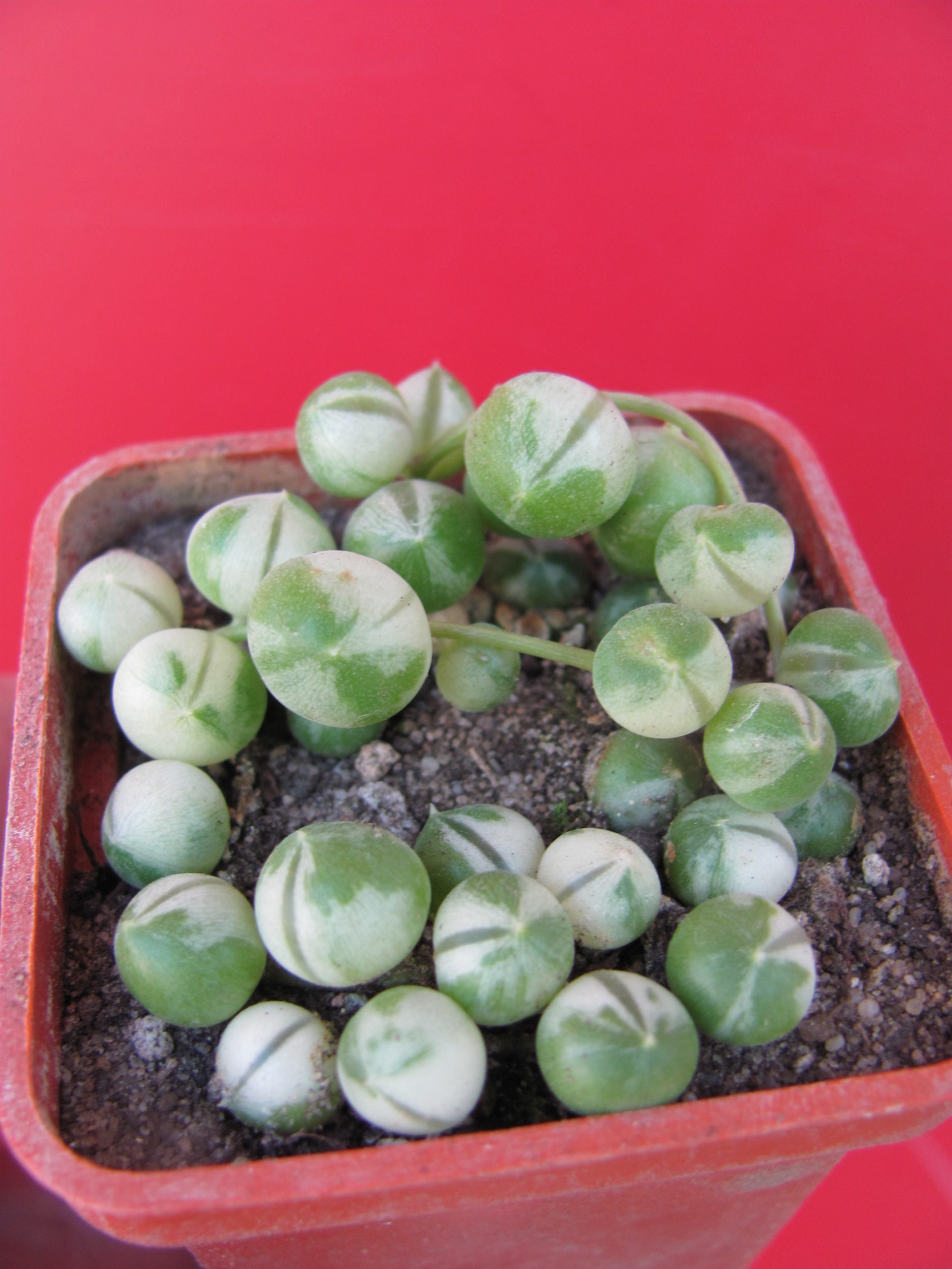 Senecio rowleyanus variegata