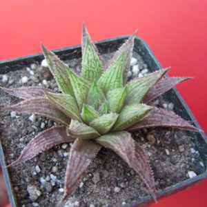 Haworthia   *Sugar Candy*