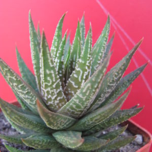 Haworthia  limifolia hybr.   Japan