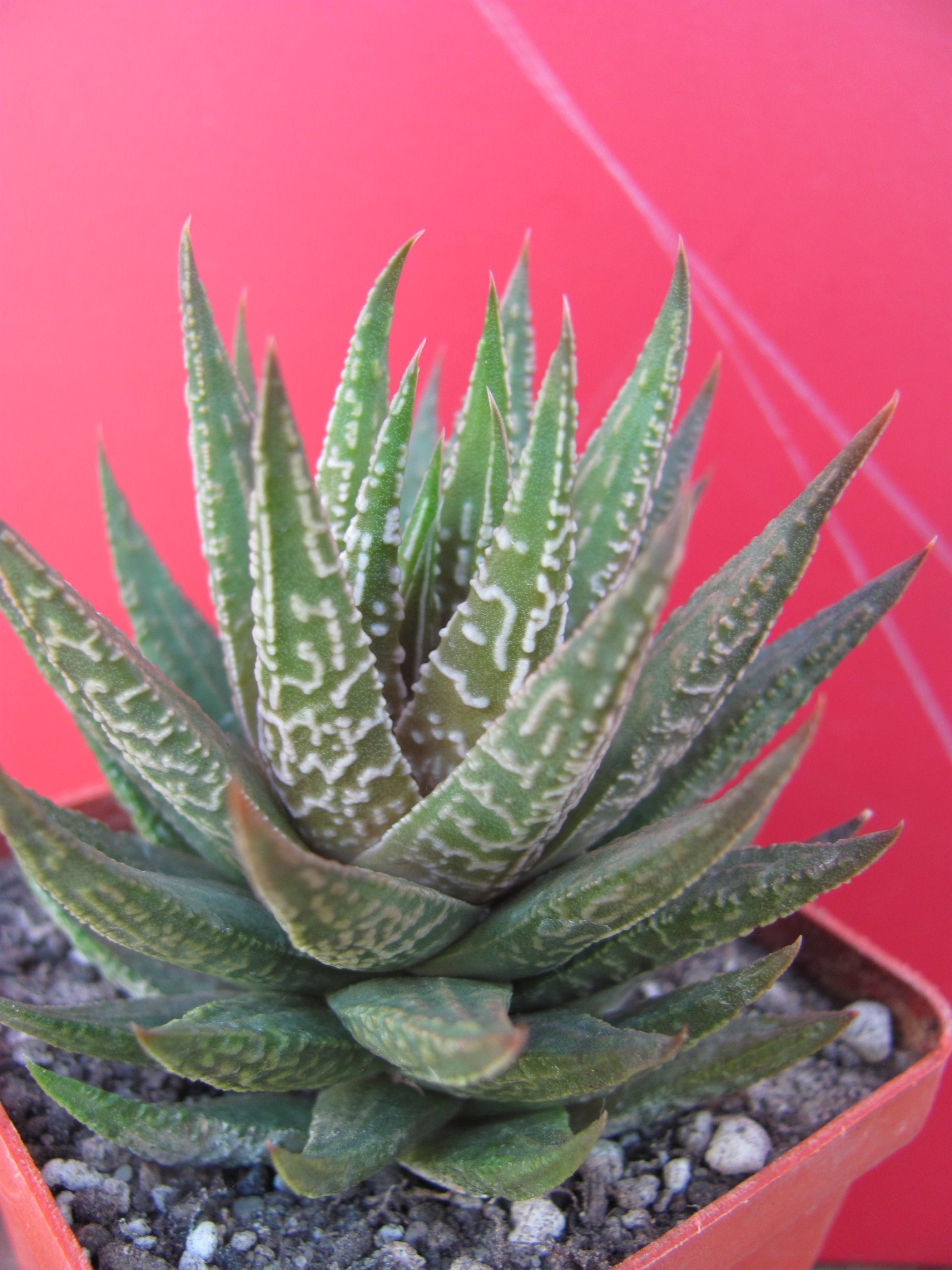Haworthia limifolia hybr. Japan
