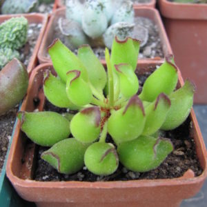 Adromischus  cristatus  Kleinpoort