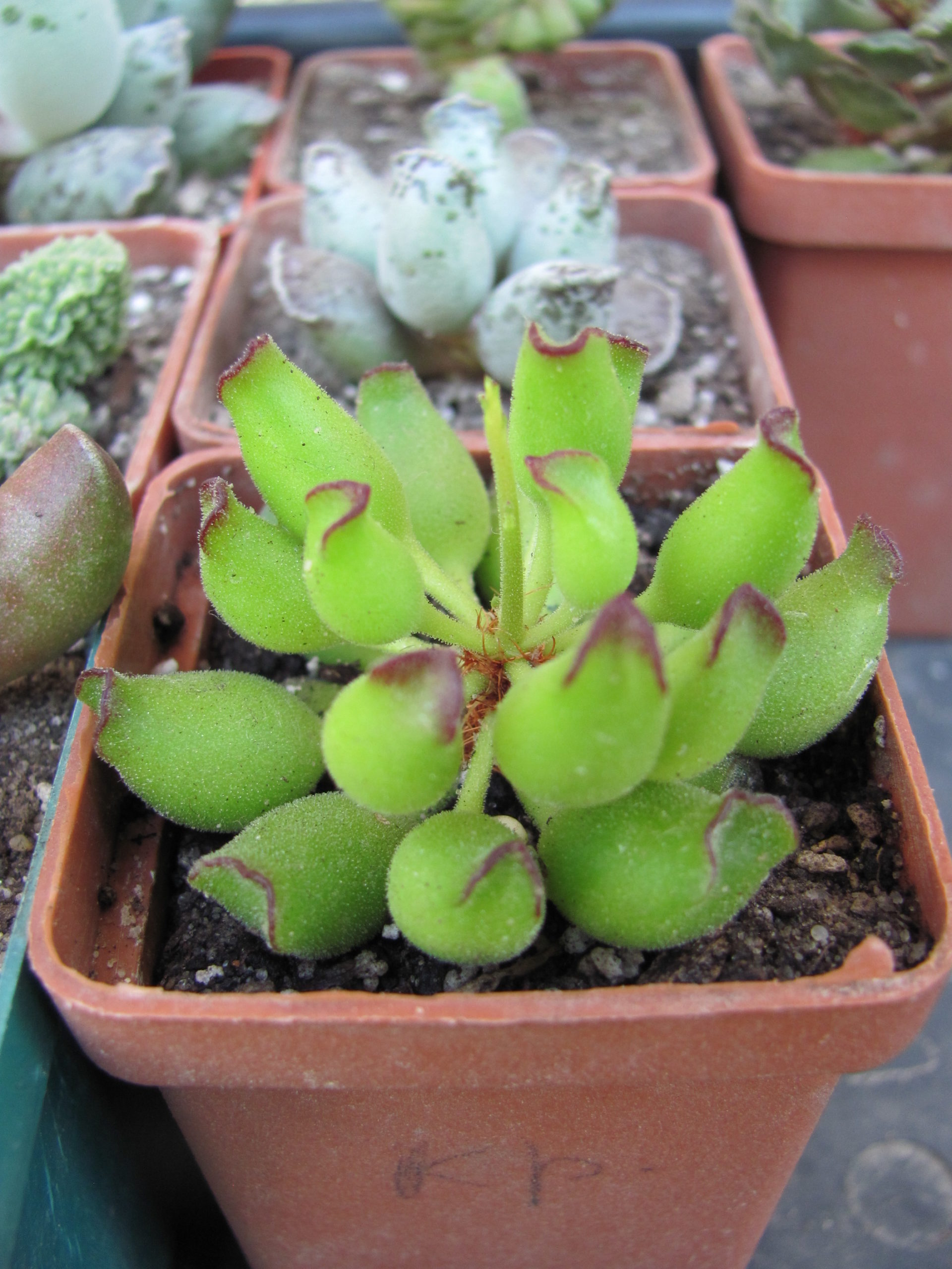 Adromischus  cristatus  Kleinpoort