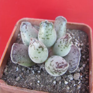 Adromischus  Silver Tubes