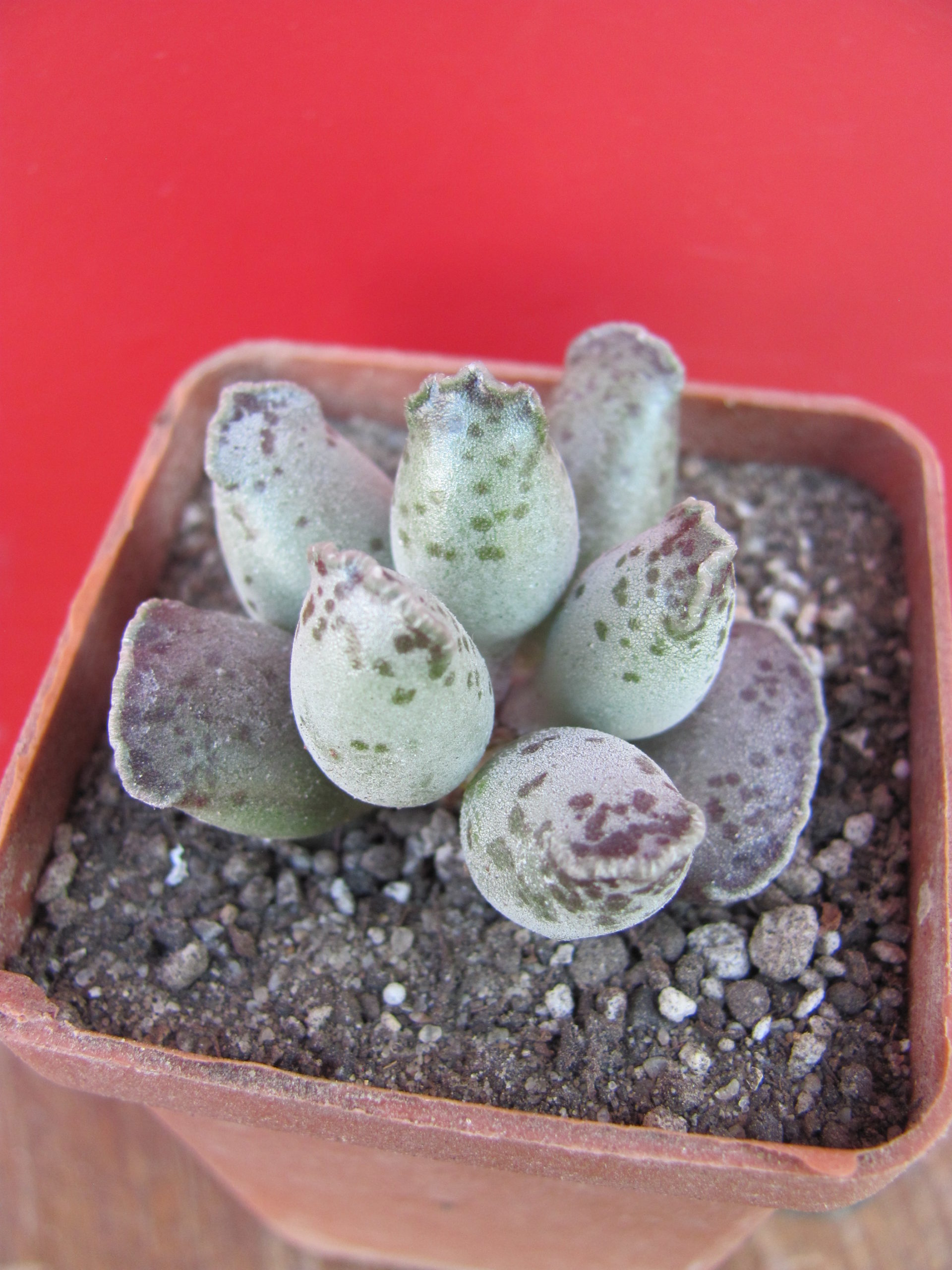 Adromischus  Silver Tubes