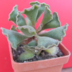Adromiscus  cristatus