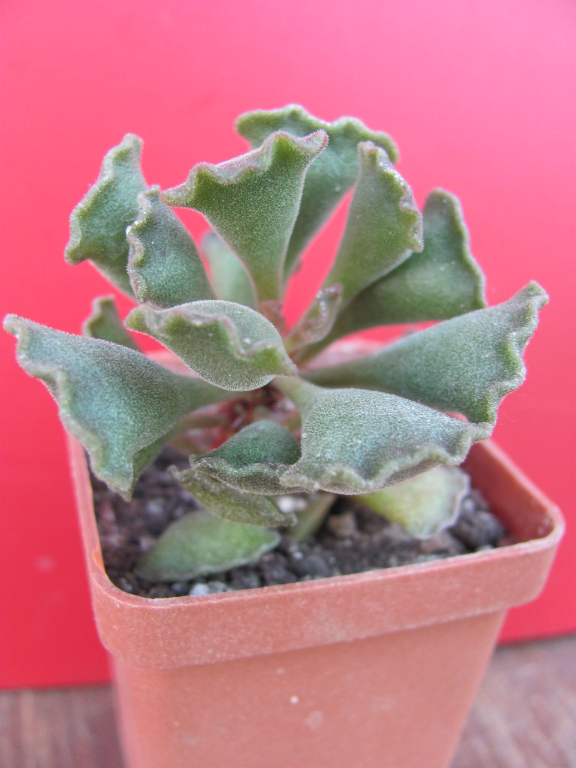 Adromiscus  cristatus