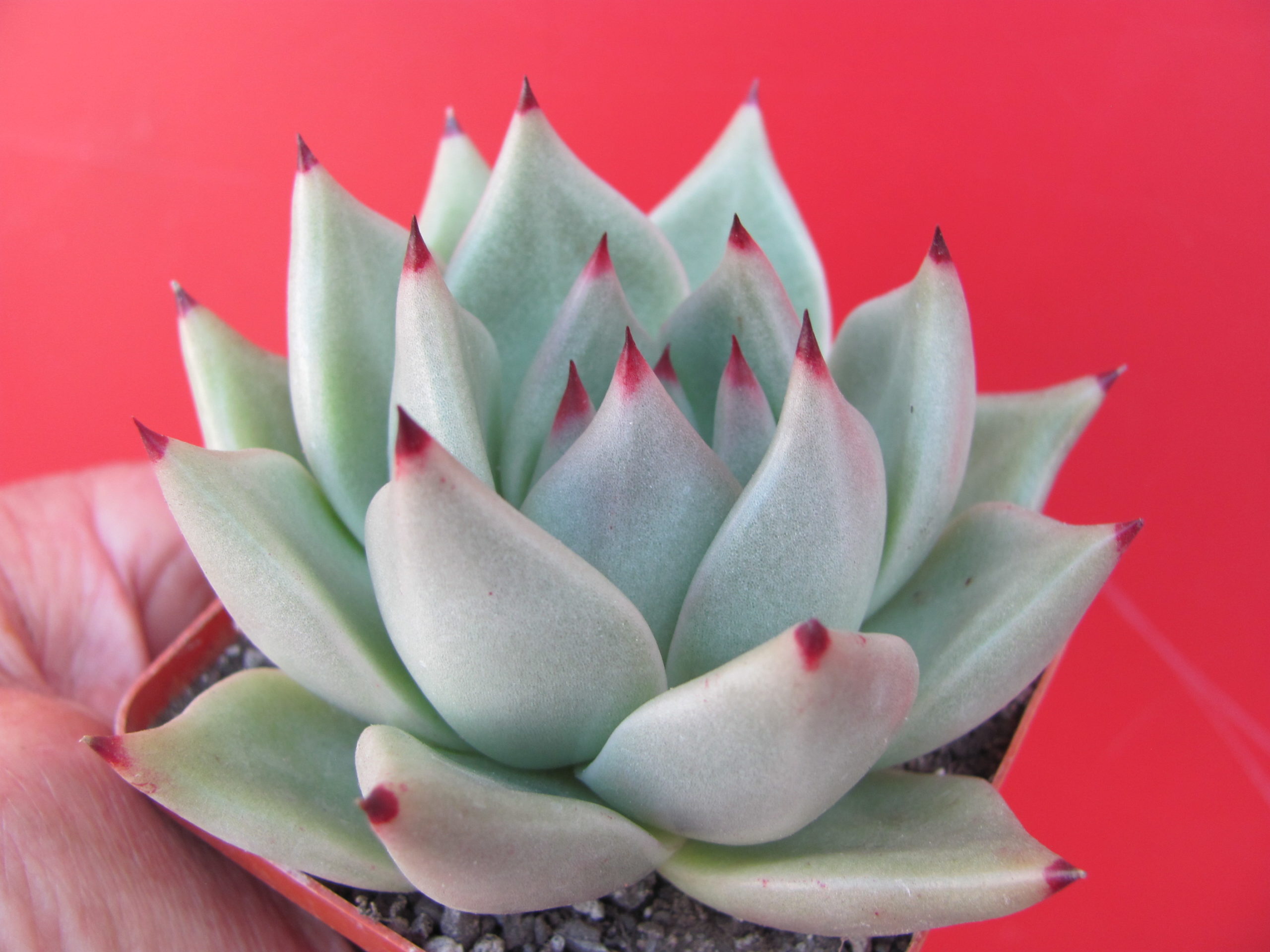 Echeveria   Romeo