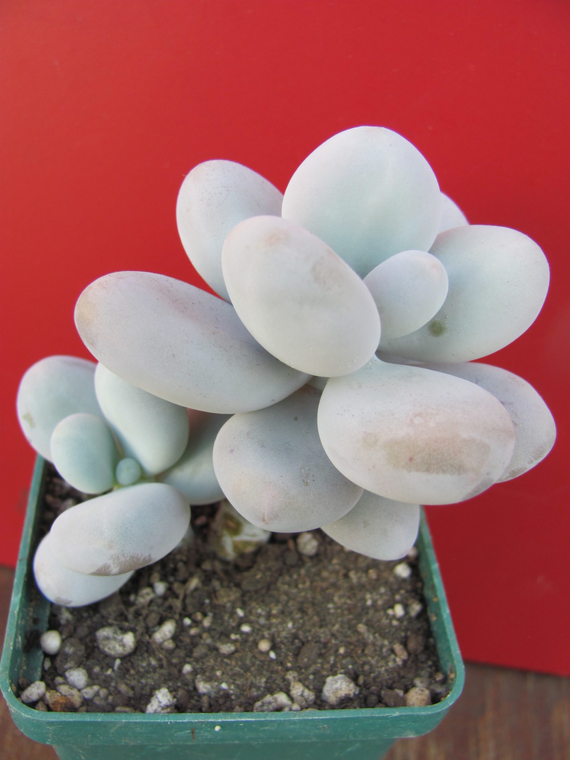 Pachyphytum oviferum