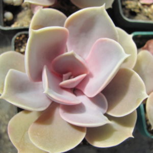 Echeveria  Perle von Nurnberg