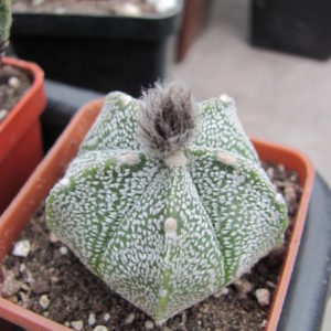 Astrophytum Super Kabuto x coahuilense
