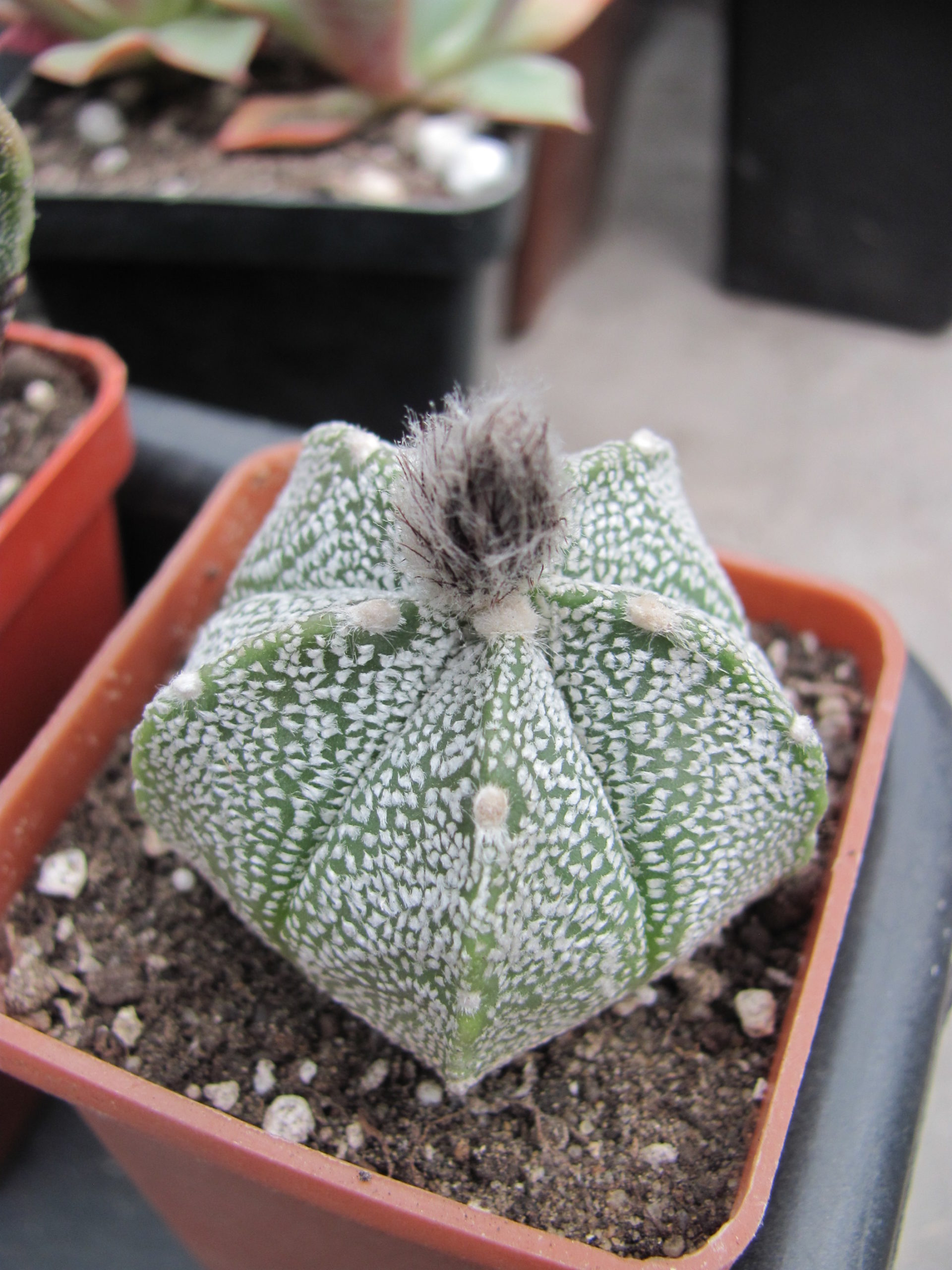 Astrophytum Super Kabuto x coahuilense