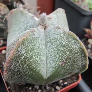 Astrophytum guadricostatum