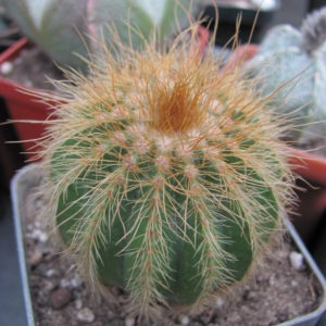 Eriocactus  warasii