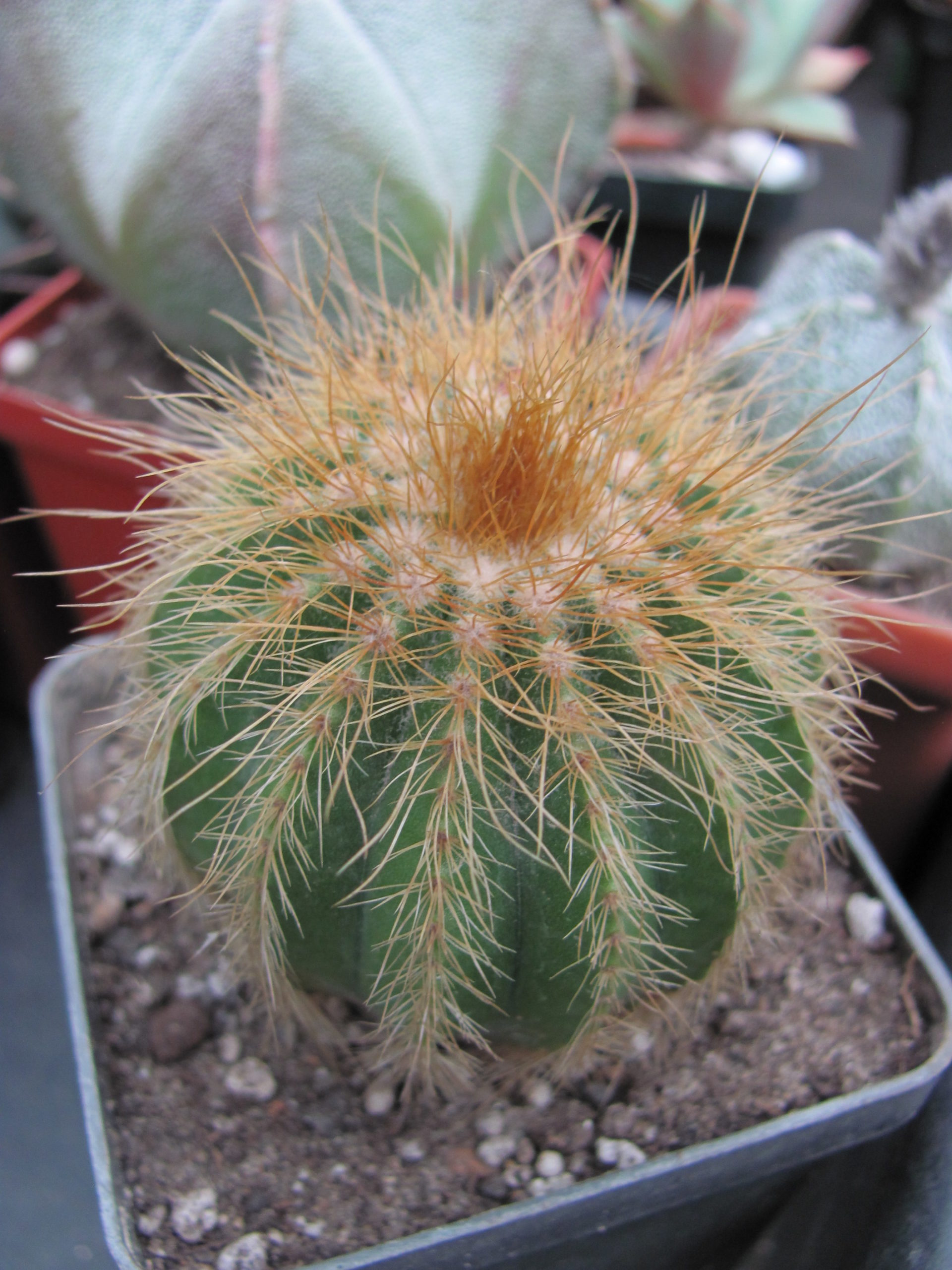 Eriocactus warasii