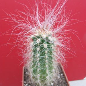 Oreocereus neocelsianus