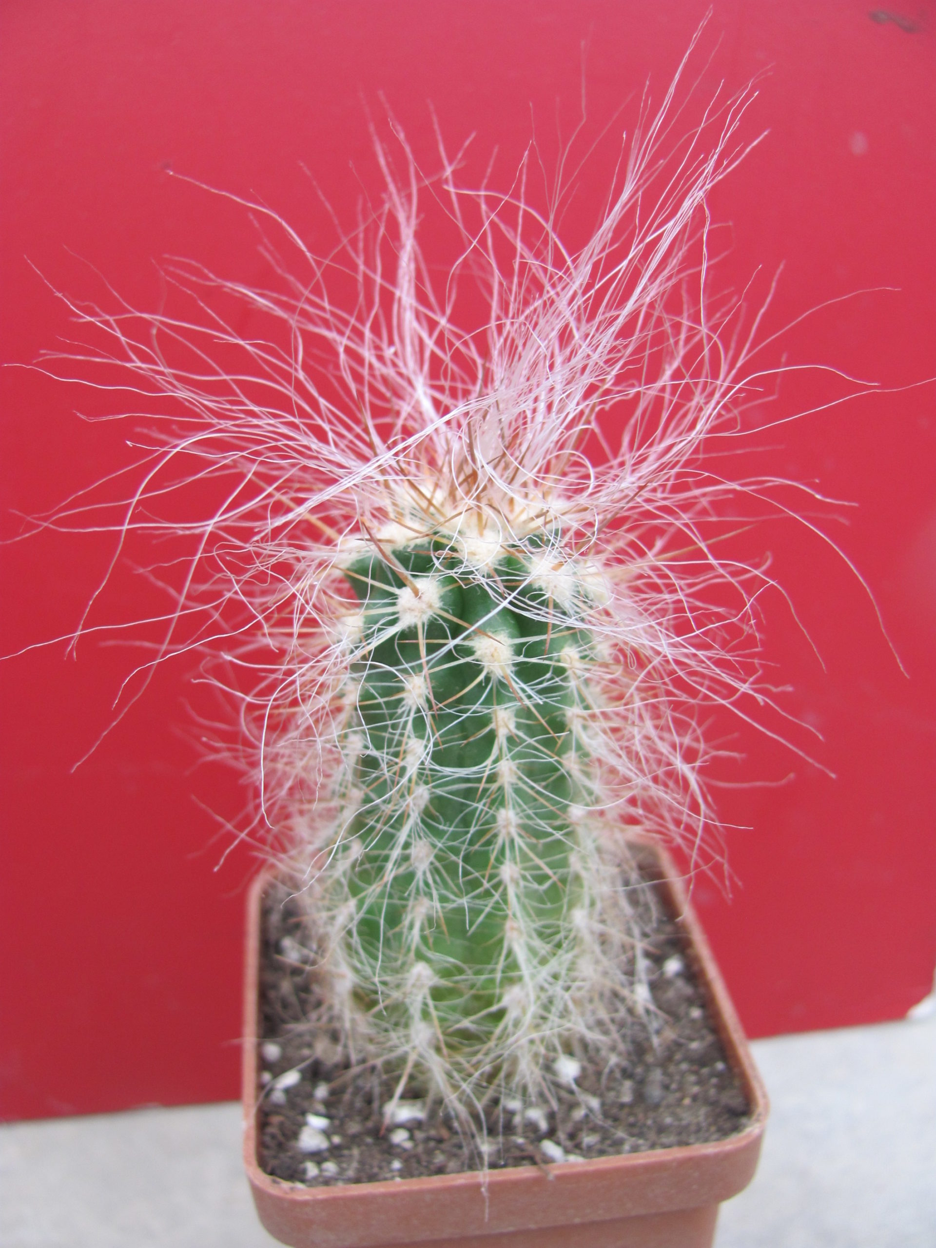Oreocereus neocelsianus