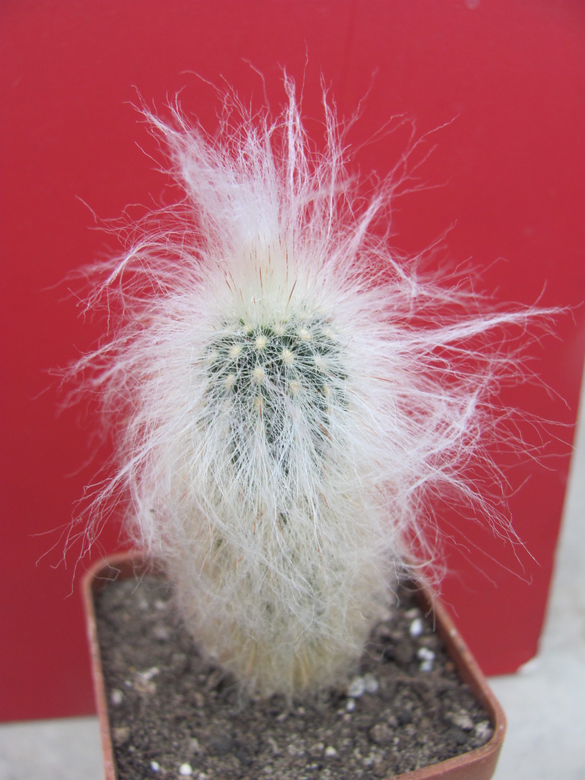 Espostoa ritteri