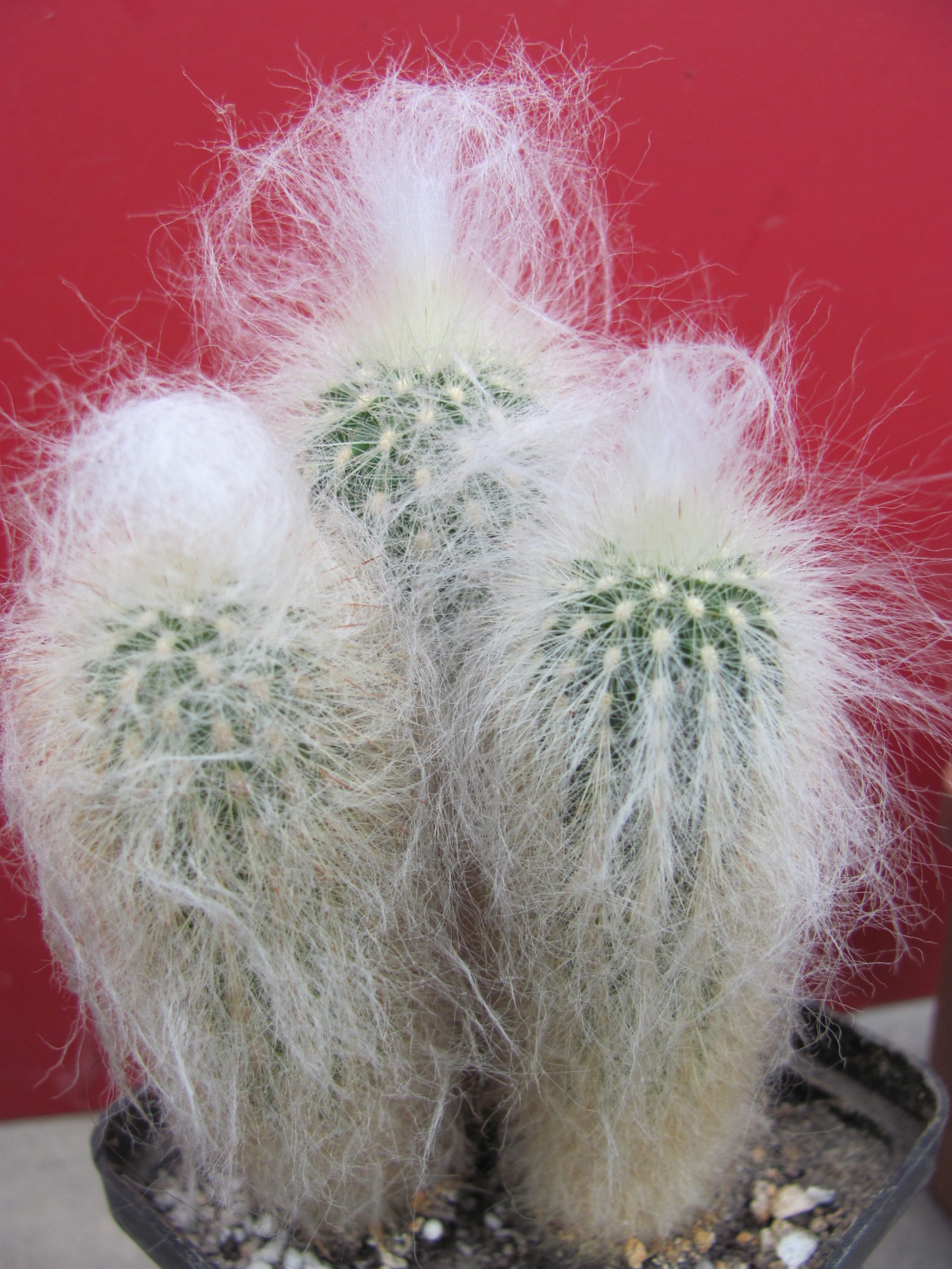 Espostoa ritteri 3 разом