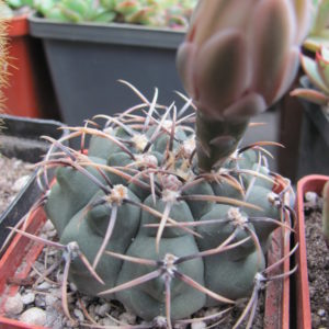 Gymnocalycium  B 81