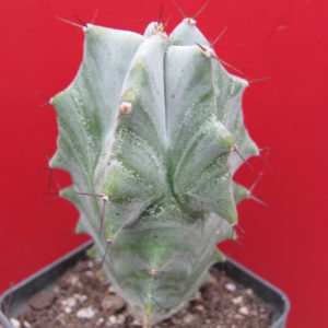 Lemairocereus pruinosus